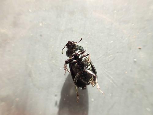 Platycerus sp.